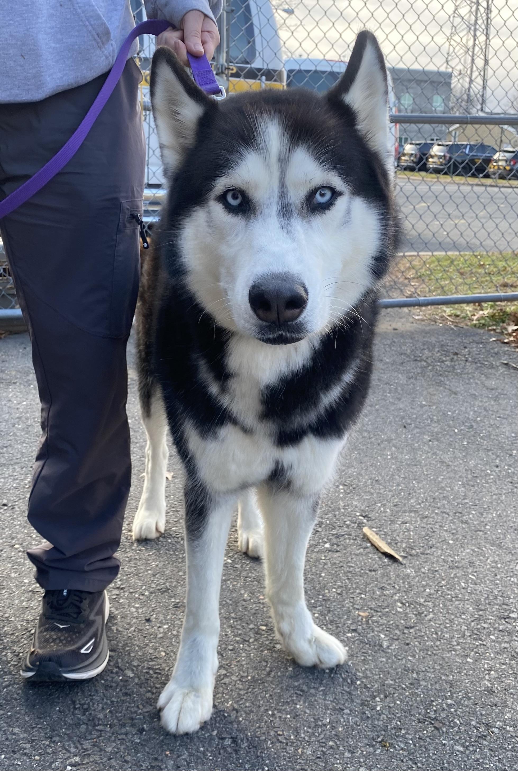 Niko, a Adoptable Husky in Somerset, NJ image 3/3