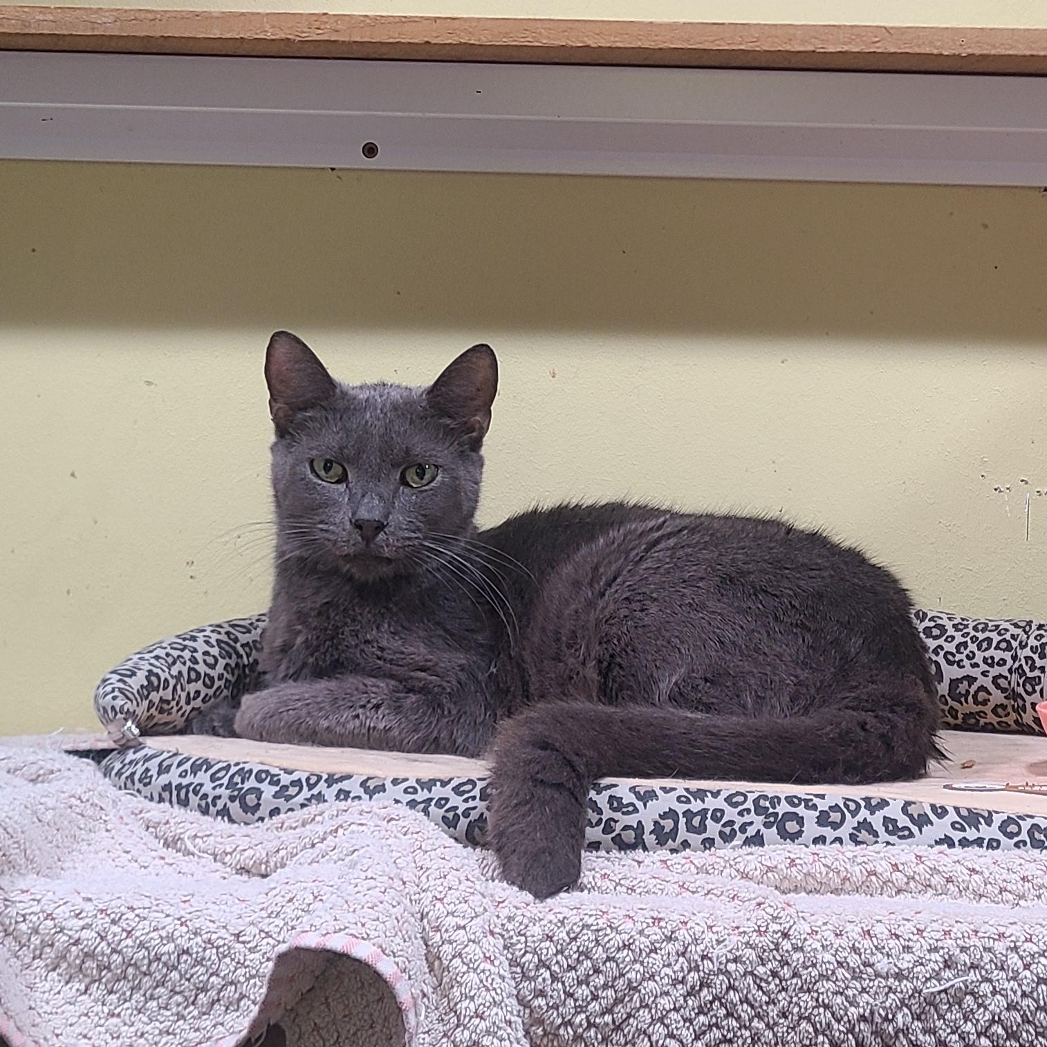 Pharaoh, Adoptable, Senior Male Russian Blue.