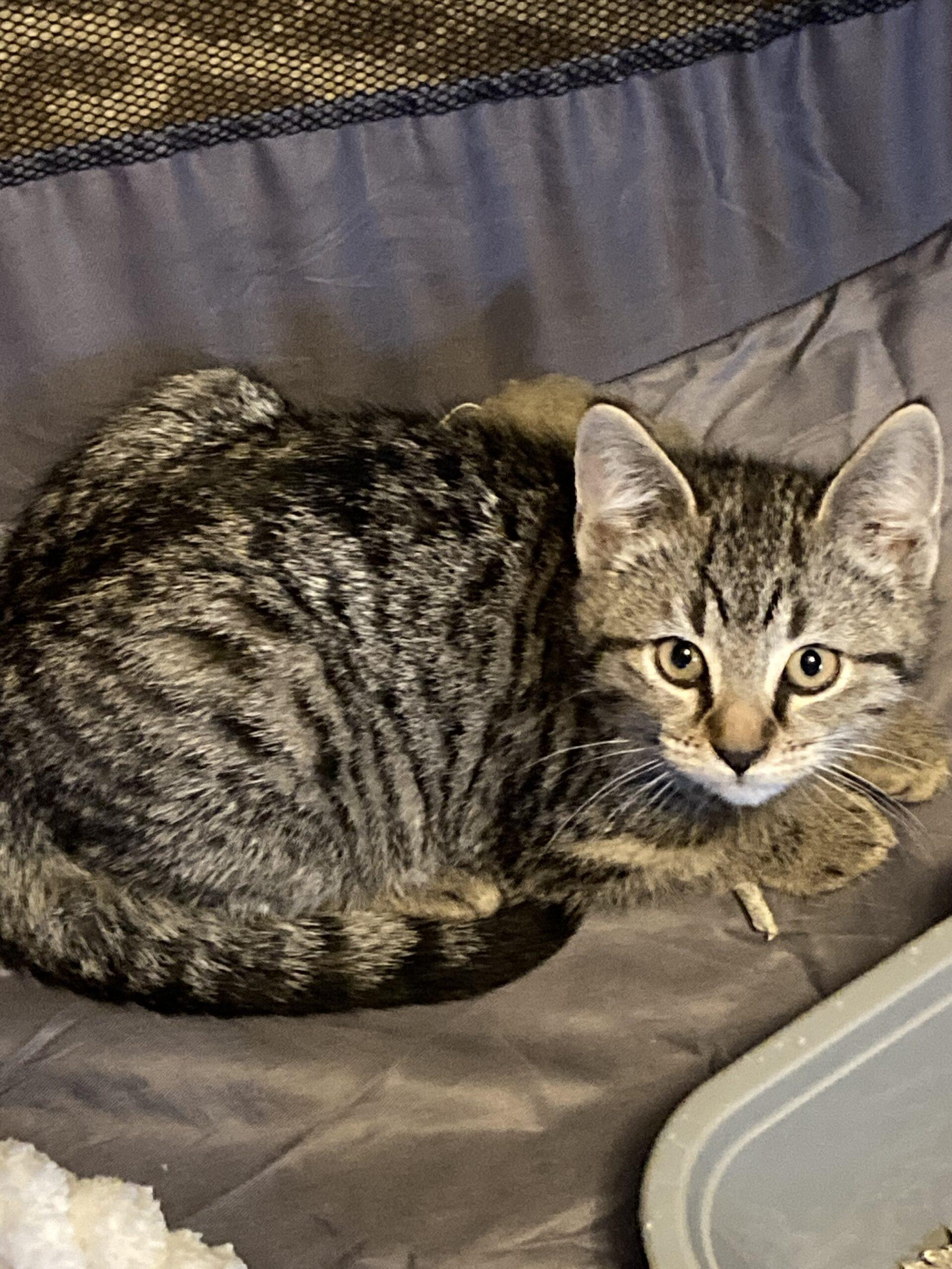 Wesley, Adoptable, Young Male Domestic Short Hair.