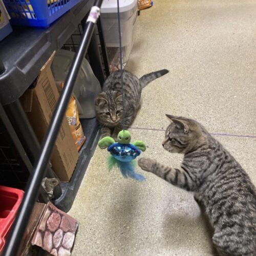 Wesley, Adoptable, Young Male Domestic Short Hair.