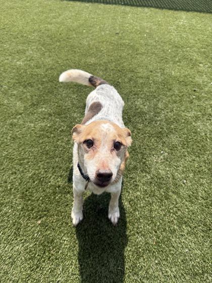 Miles, Adoptable, Adult Male Mixed Breed & Mixed Breed.