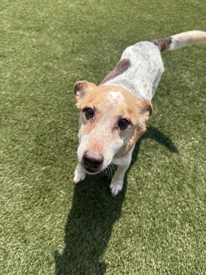 Enlarge Miles, a Adoptable mixed breed in Lafayette, IN image 2/3