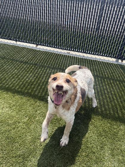 Enlarge Miles, a Adoptable mixed breed in Lafayette, IN image 3/3
