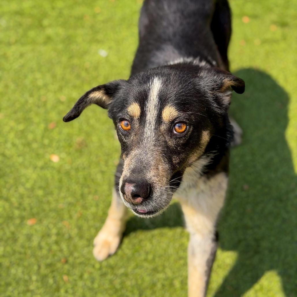 Scooter, Adoptable, Young Male Shepherd & Hound.