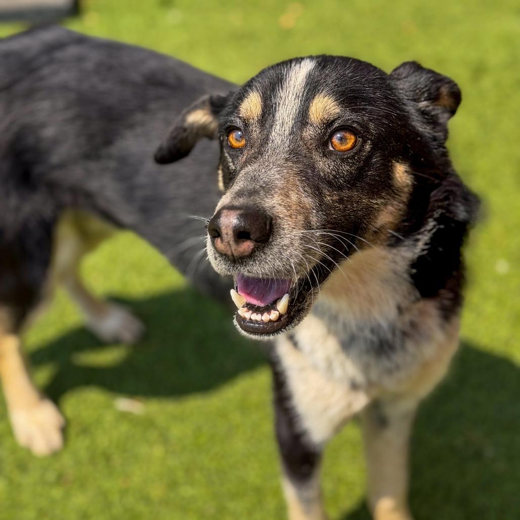 Enlarge Scooter, a Adoptable mixed breed in Gainesville, GA image 2/4