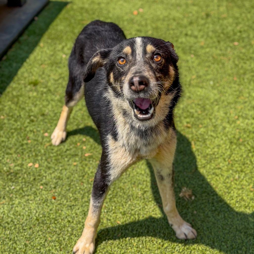 Enlarge Scooter, a Adoptable mixed breed in Gainesville, GA image 3/4