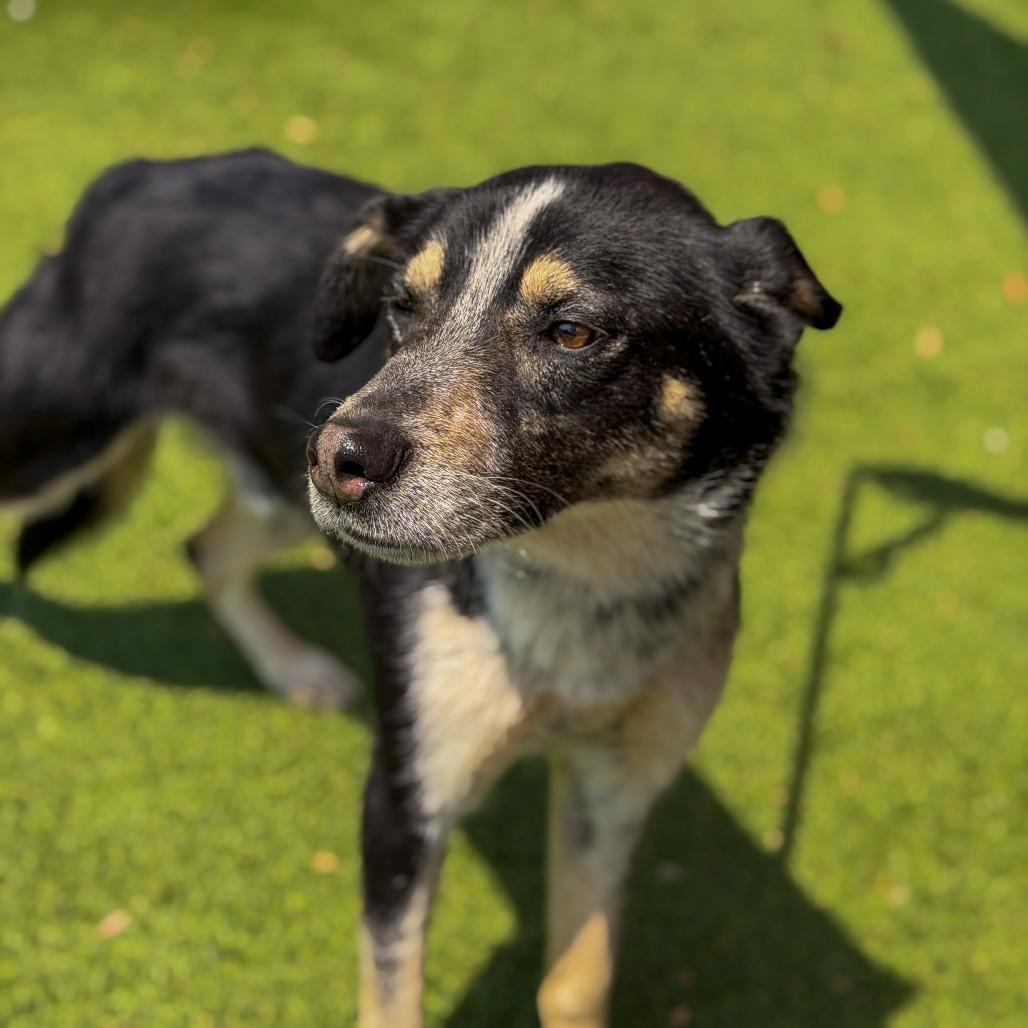 Enlarge Scooter, a Adoptable mixed breed in Gainesville, GA image 4/4