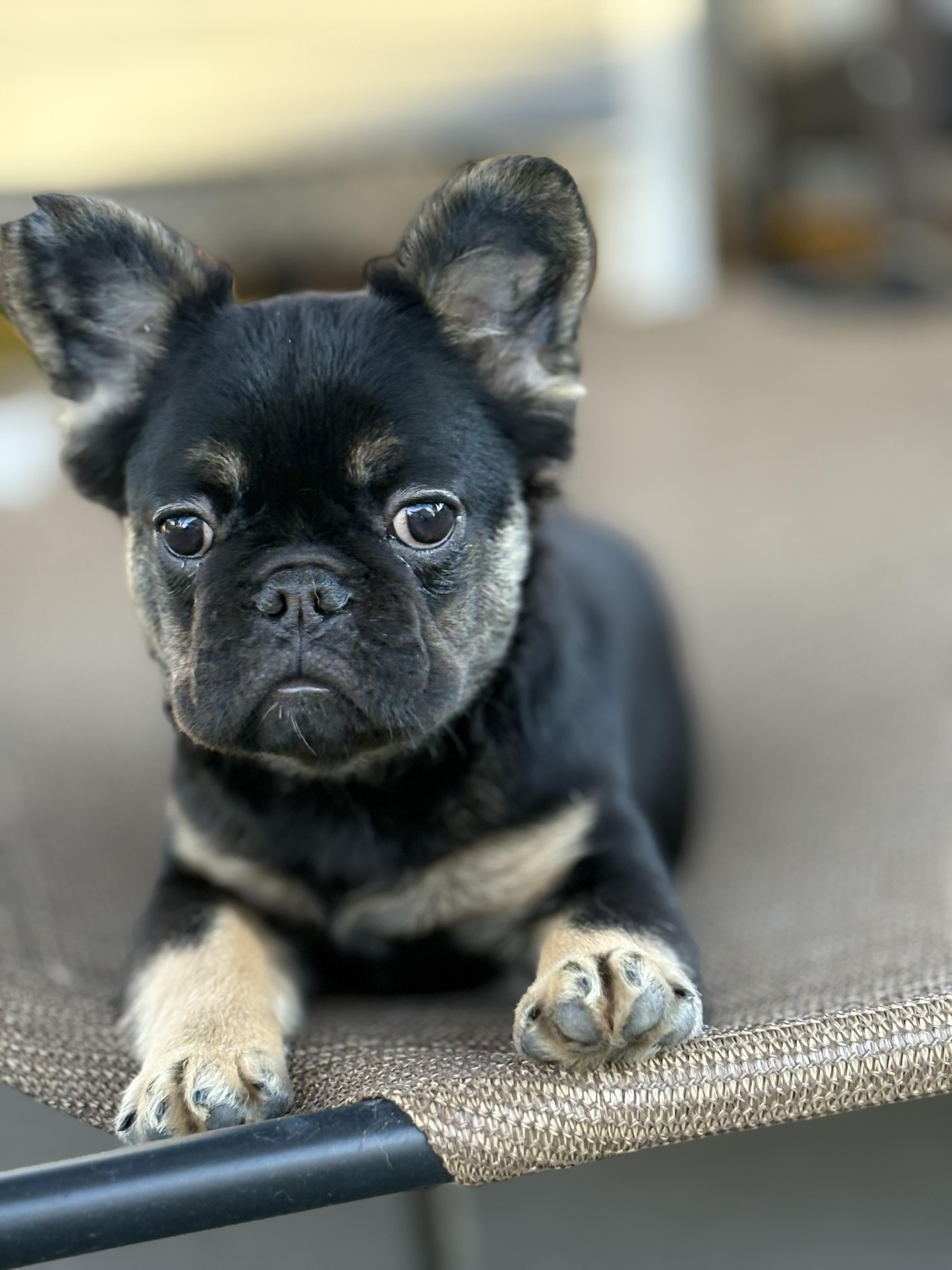 Fluffernutter, adopted, Puppy Female French Bulldog.