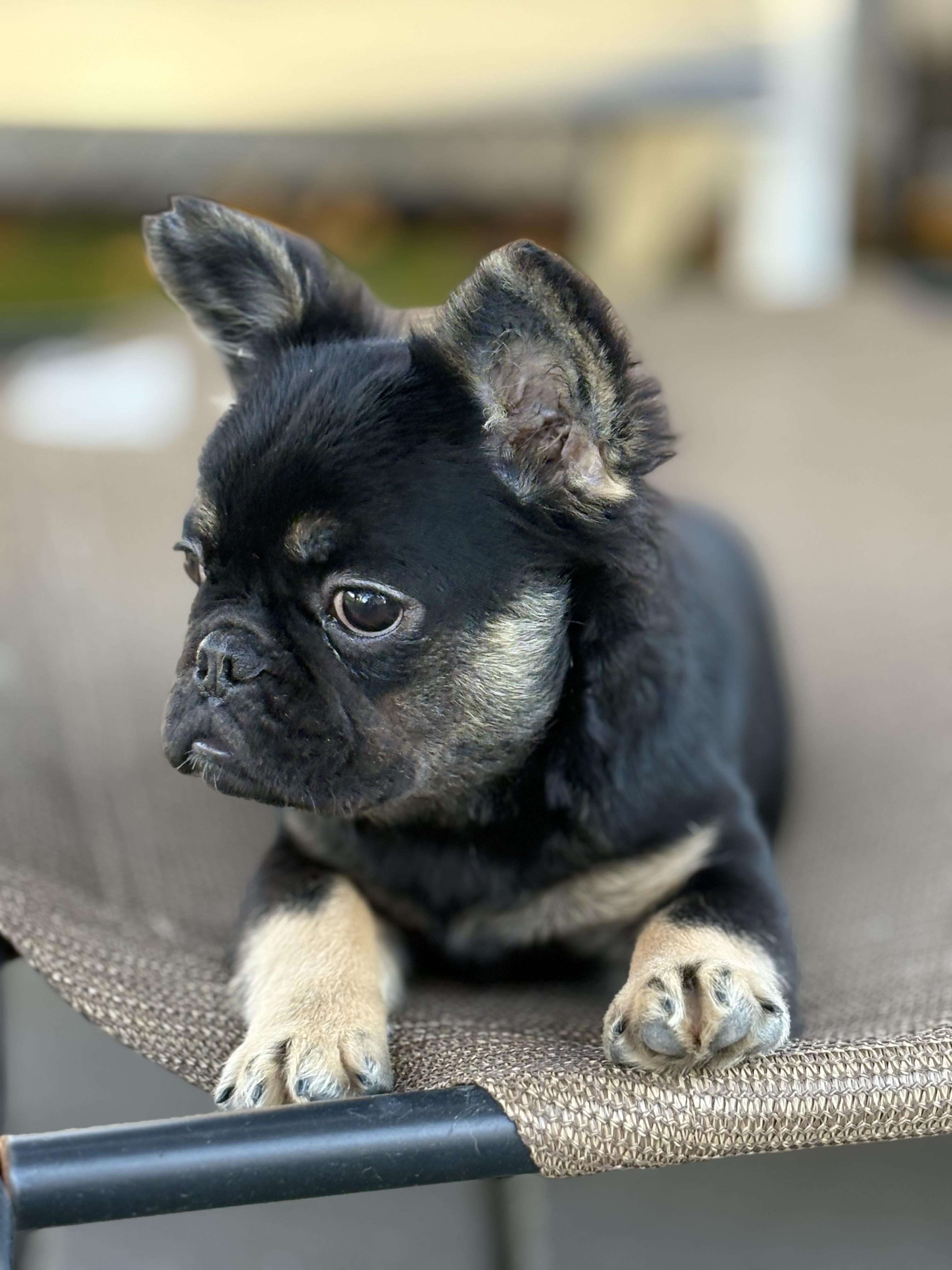 Enlarge Fluffernutter, an adopted French Bulldog in Montclair, NJ image 2/3