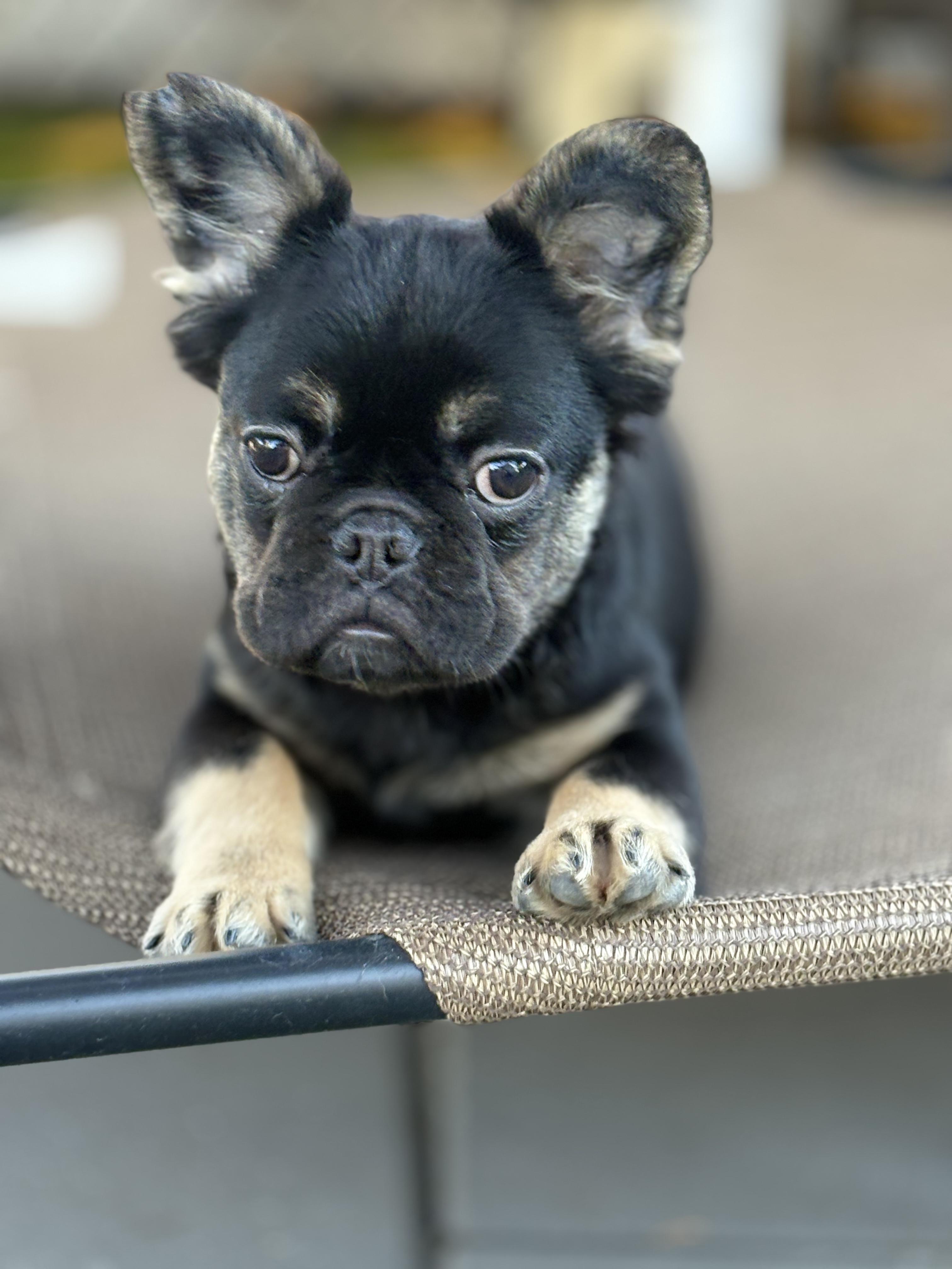 Enlarge Fluffernutter, an adopted French Bulldog in Montclair, NJ image 3/3