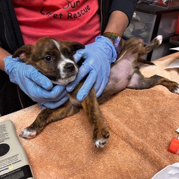 Enlarge Terry, a Adoptable mixed breed in Tempe, AZ image 1/1