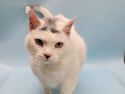 Vinnie, Adoptable, Adult Male Domestic Short Hair.