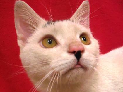 Vinnie, a Adoptable Domestic Short Hair in Coon Rapids, MN image 2/2