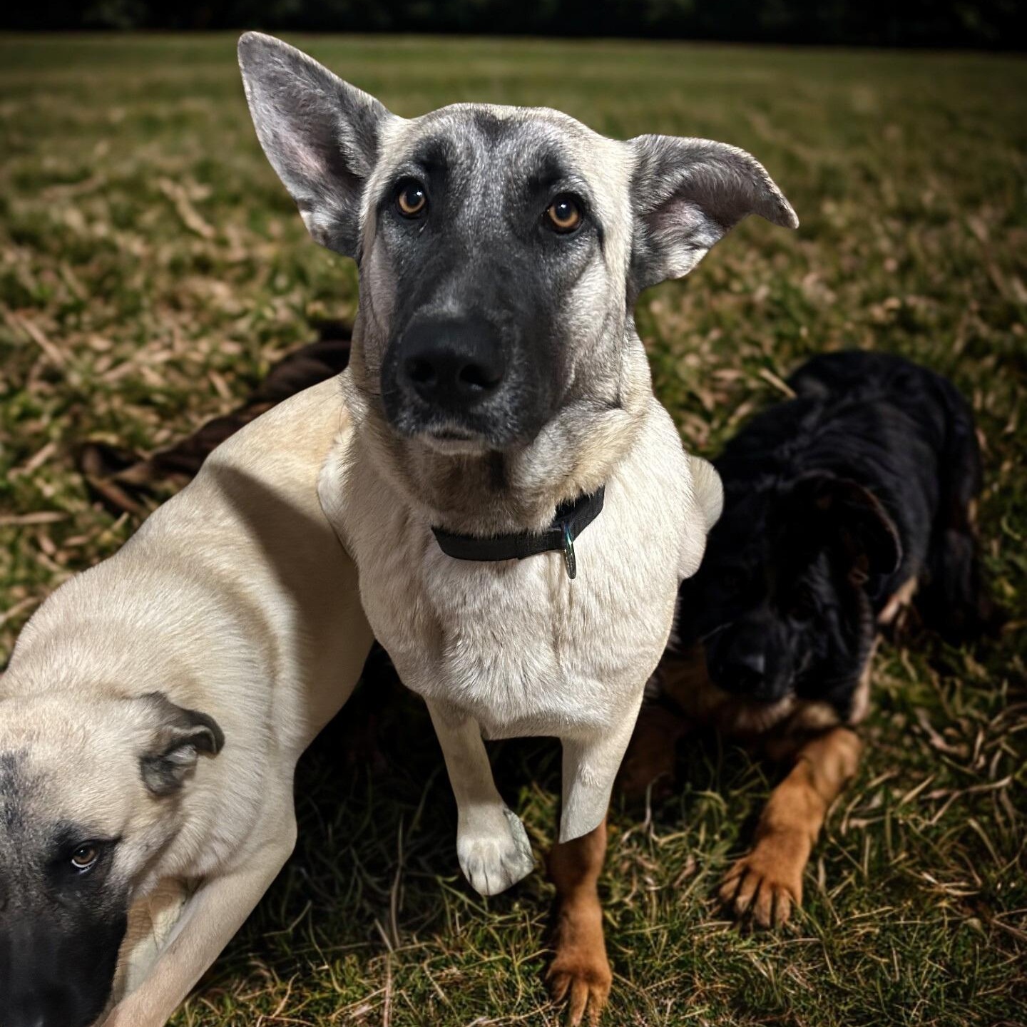 Lady, ADOPTABLE, Young Female Anatolian Shepherd.
