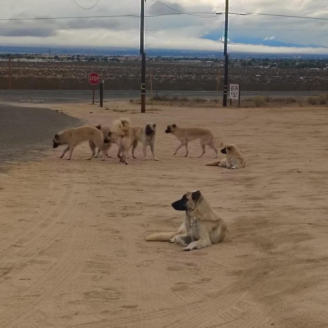 Enlarge Lady, a ADOPTABLE mixed breed in Victorville, CA image 2/2