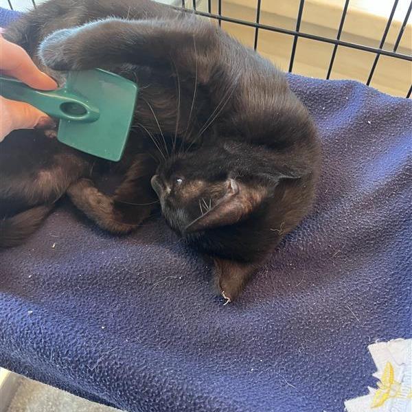 Tailor, Adoptable, Young Female Domestic Short Hair.
