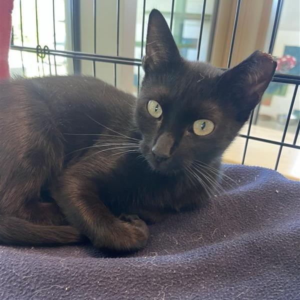 Enlarge Tailor, a Adoptable Domestic Short Hair in Bentonville, AR image 2/5