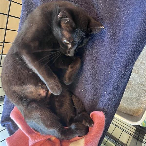 Enlarge Tailor, a Adoptable Domestic Short Hair in Bentonville, AR image 3/5
