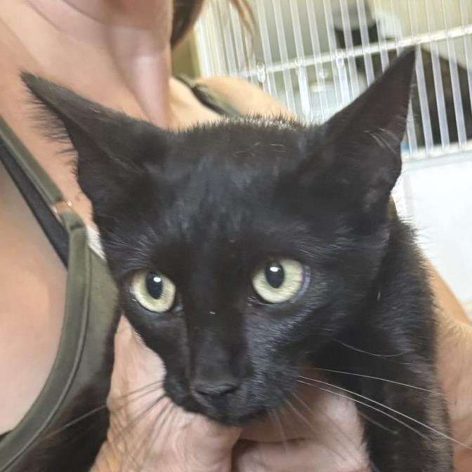 Enlarge Tailor, a Adoptable Domestic Short Hair in Bentonville, AR image 4/5