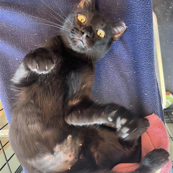 Enlarge Tailor, a Adoptable Domestic Short Hair in Bentonville, AR image 5/5
