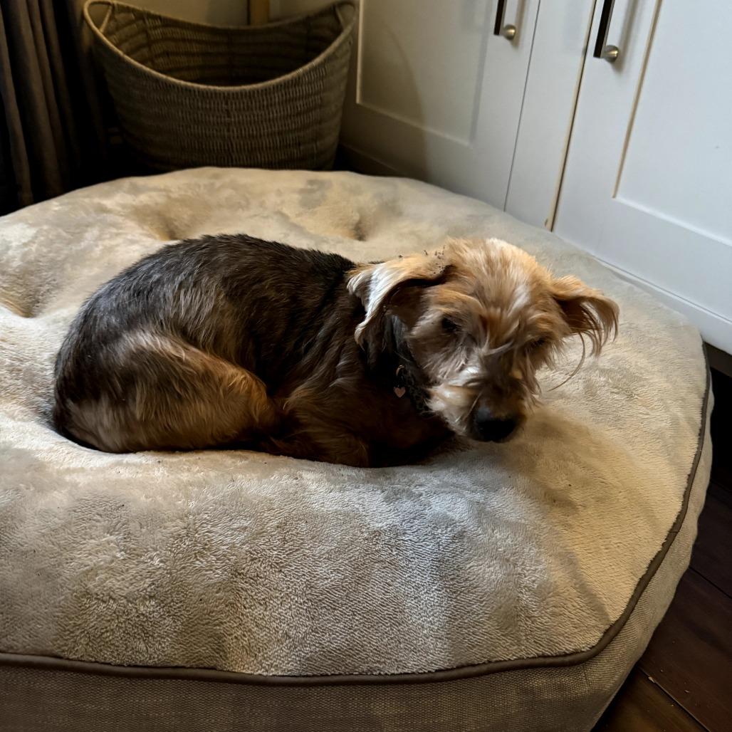 Lucien, Adoptable, Senior Male Mixed Breed & Yorkshire Terrier.