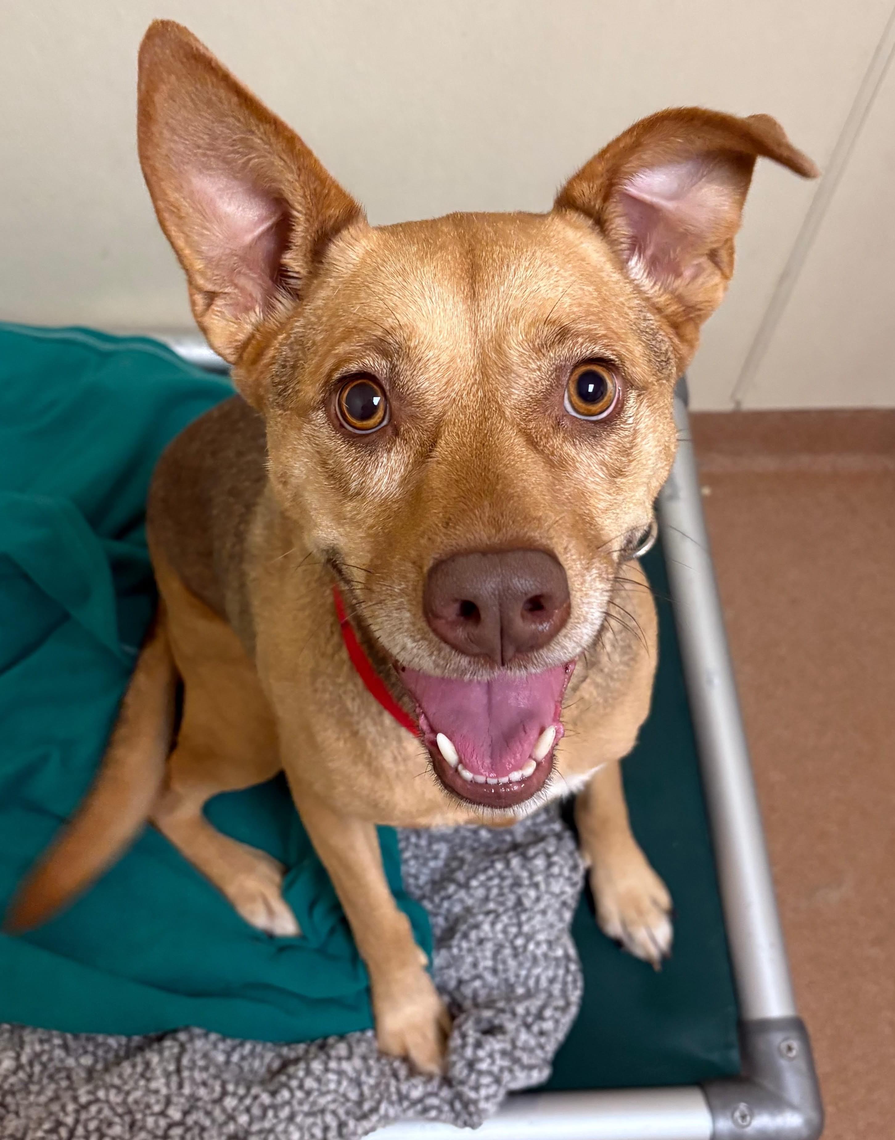 Enlarge KC, a Adoptable mixed breed in Norwalk, CT image 2/3