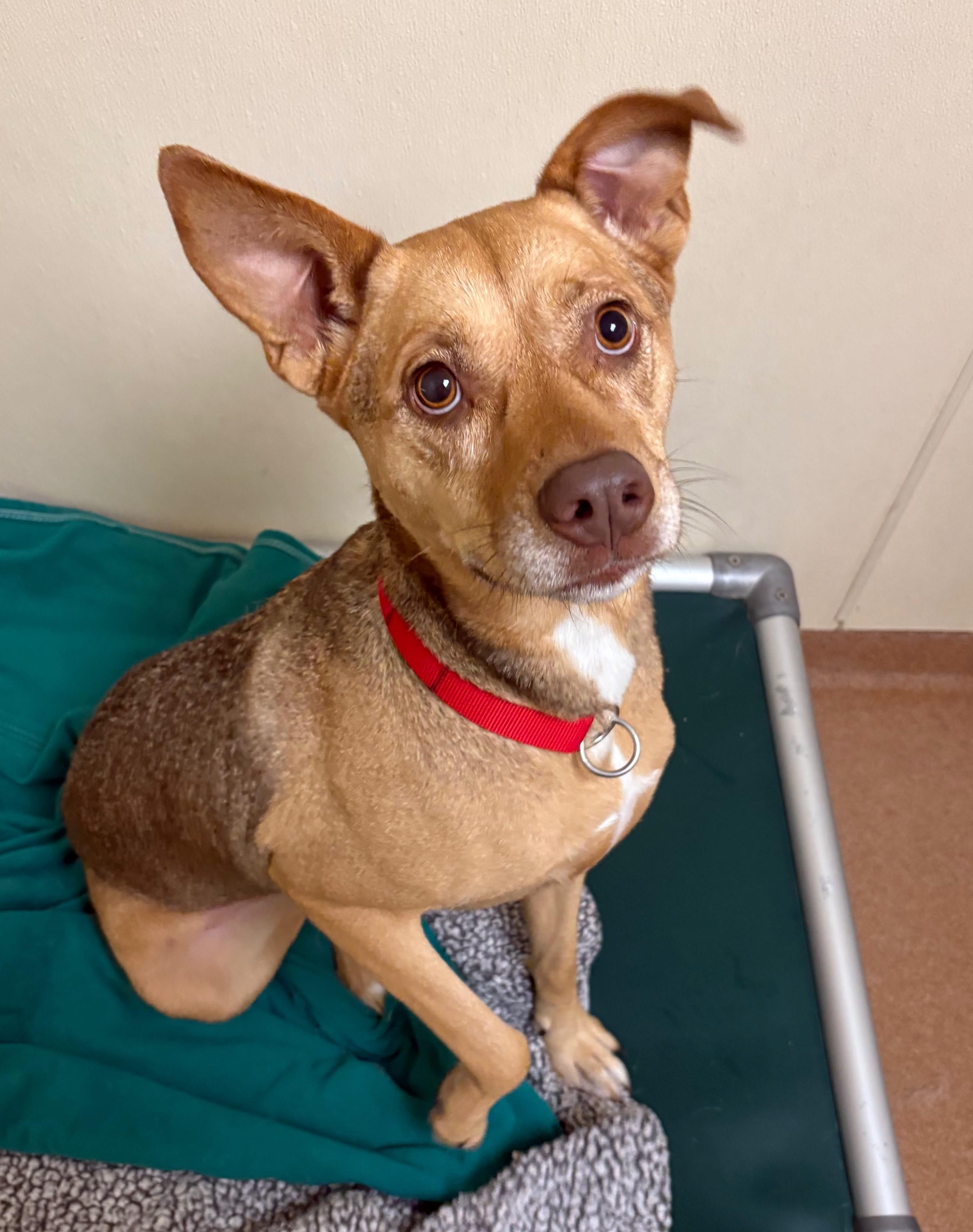Enlarge KC, a Adoptable mixed breed in Norwalk, CT image 3/3