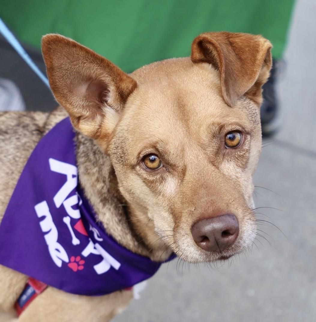 KC, Adoptable, Adult Female Hound & Shepherd.