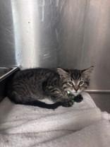 Enlarge Nickleback, an adopted Domestic Medium Hair in Harrisonville, MO image 1/1
