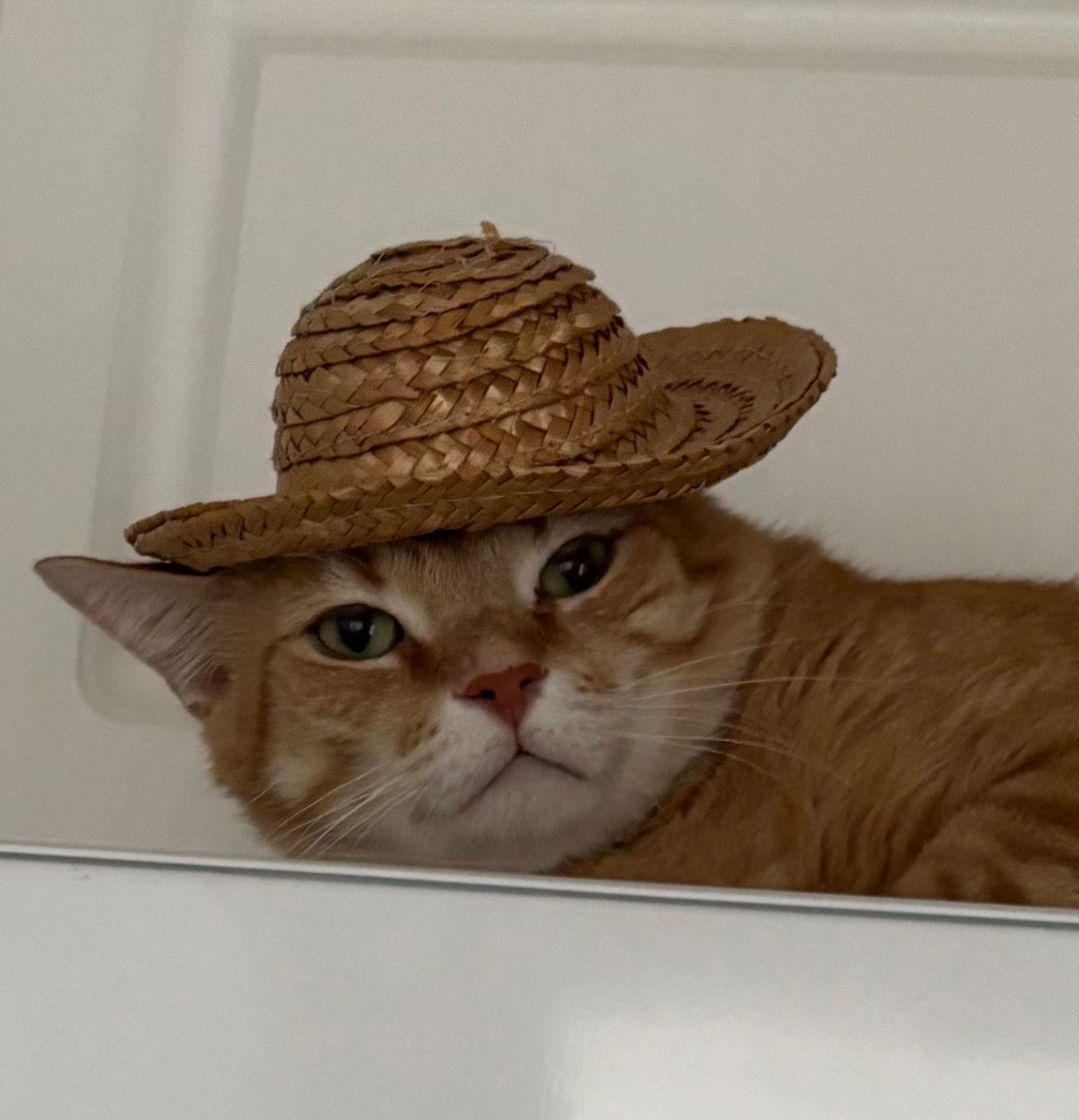 Enlarge Mango, a Adoptable Domestic Short Hair in Oakland Park, FL image 1/3