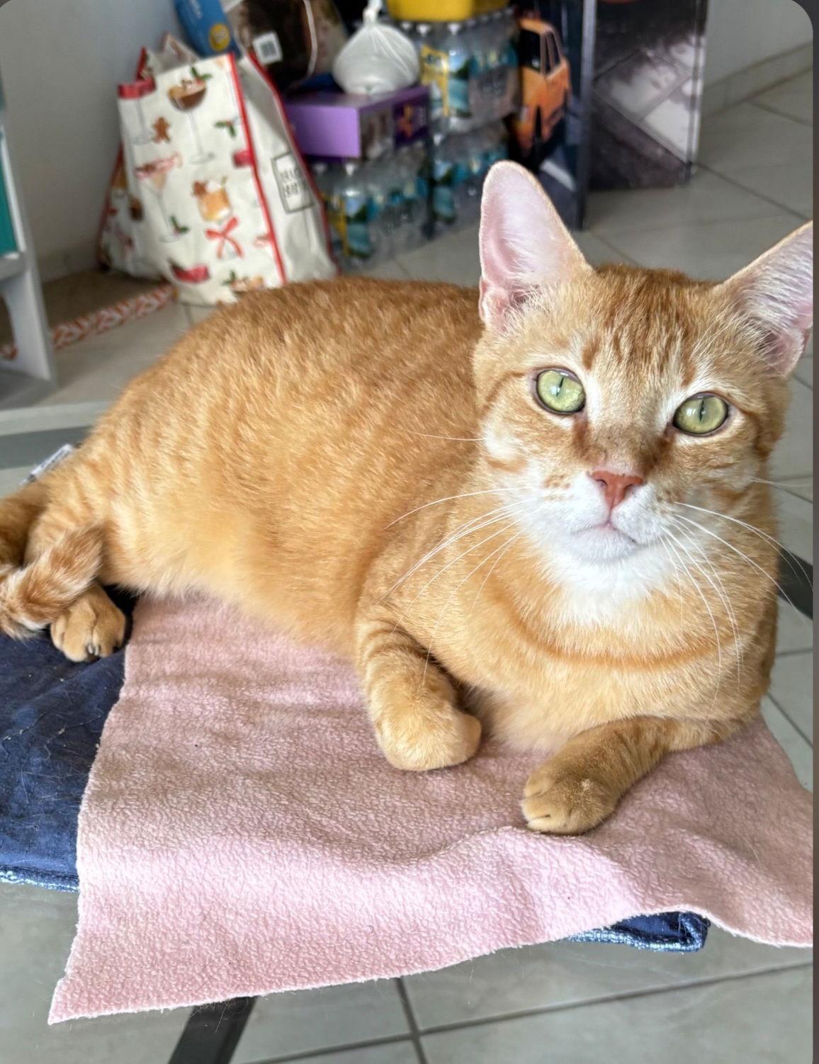 Enlarge Mango, a Adoptable Domestic Short Hair in Oakland Park, FL image 2/3