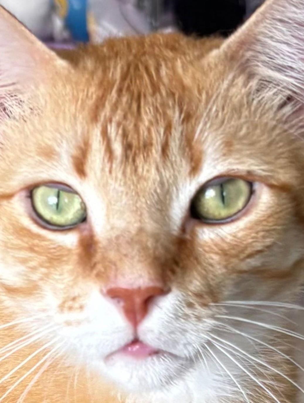 Enlarge Mango, a Adoptable Domestic Short Hair in Oakland Park, FL image 3/3