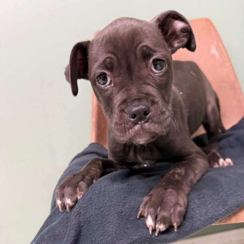 Tia, Adoptable, Puppy Female Mixed Breed.