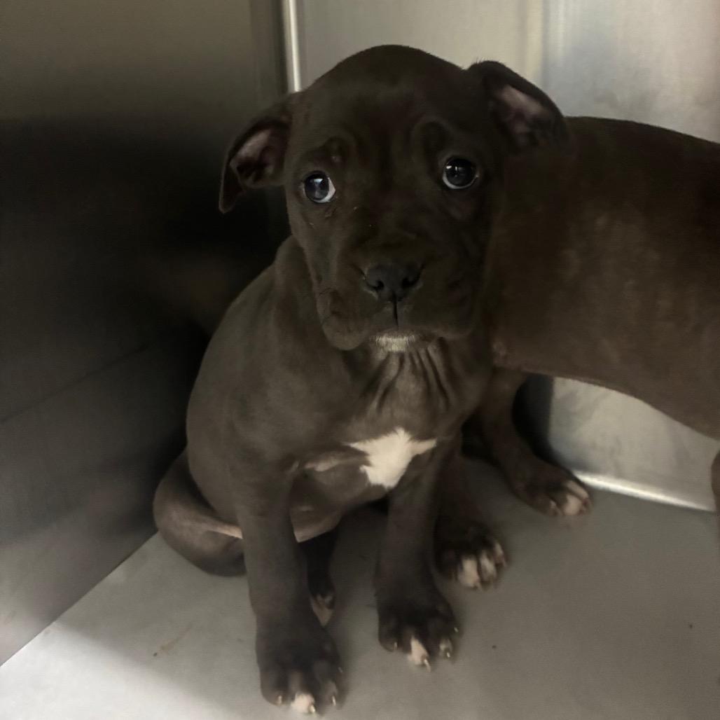 Enlarge Tia, a Adoptable Mixed Breed in Corbin, KY image 2/2