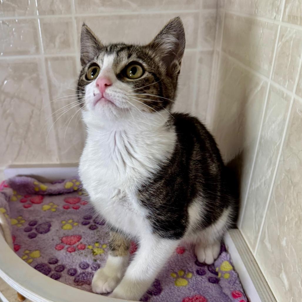 Taz, Adoptable, Kitten Male Domestic Short Hair.