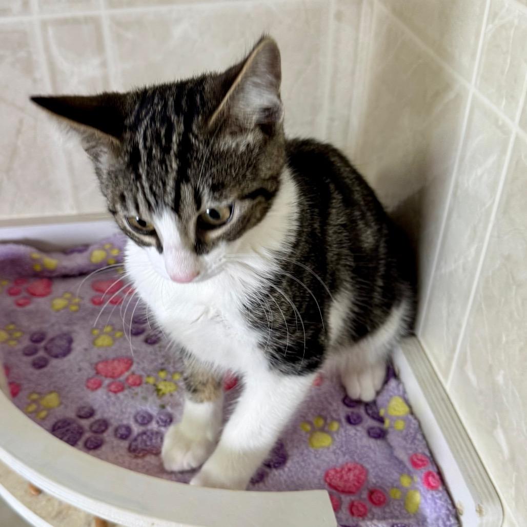 Enlarge Taz, a Adoptable Domestic Short Hair in Franklin, NC image 3/6