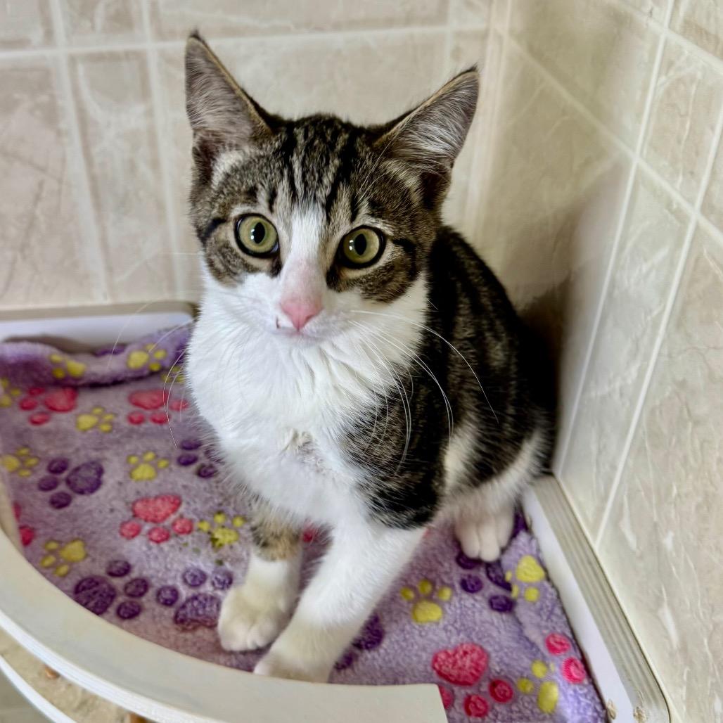 Enlarge Taz, a Adoptable Domestic Short Hair in Franklin, NC image 4/6