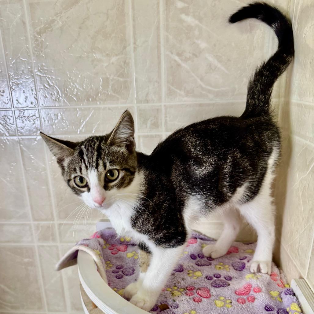 Enlarge Taz, a Adoptable Domestic Short Hair in Franklin, NC image 5/6