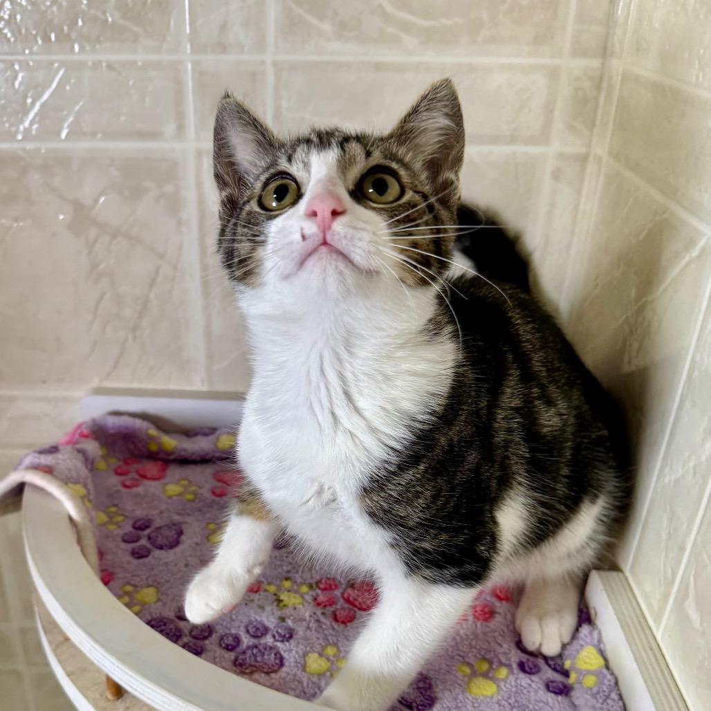 Enlarge Taz, a Adoptable Domestic Short Hair in Franklin, NC image 6/6
