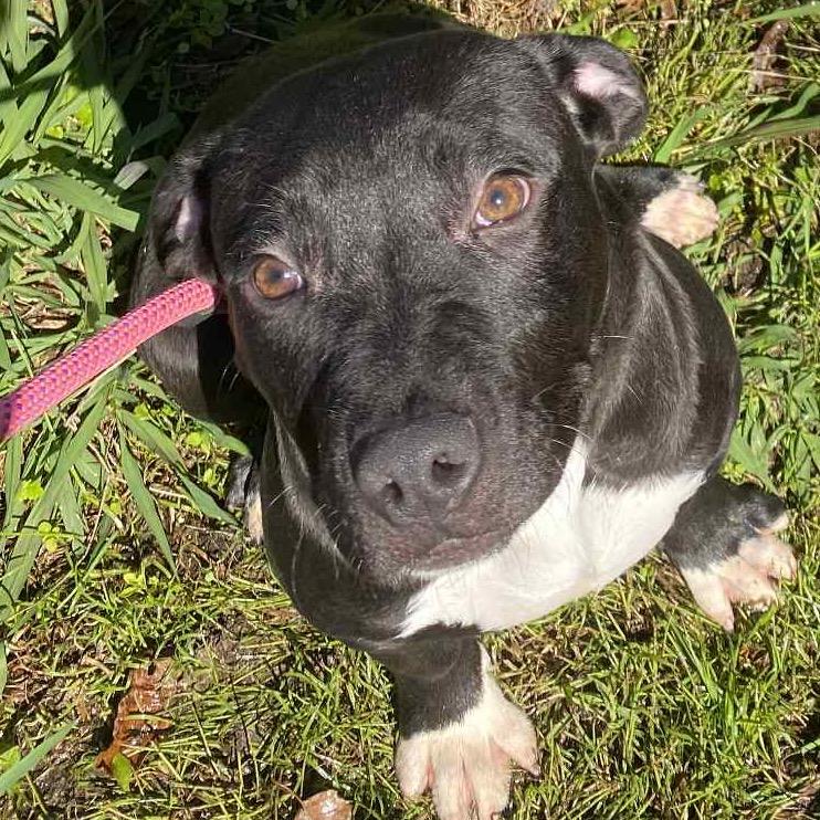 Dionysus, Adoptable, Young Male Mixed Breed & Mixed Breed.