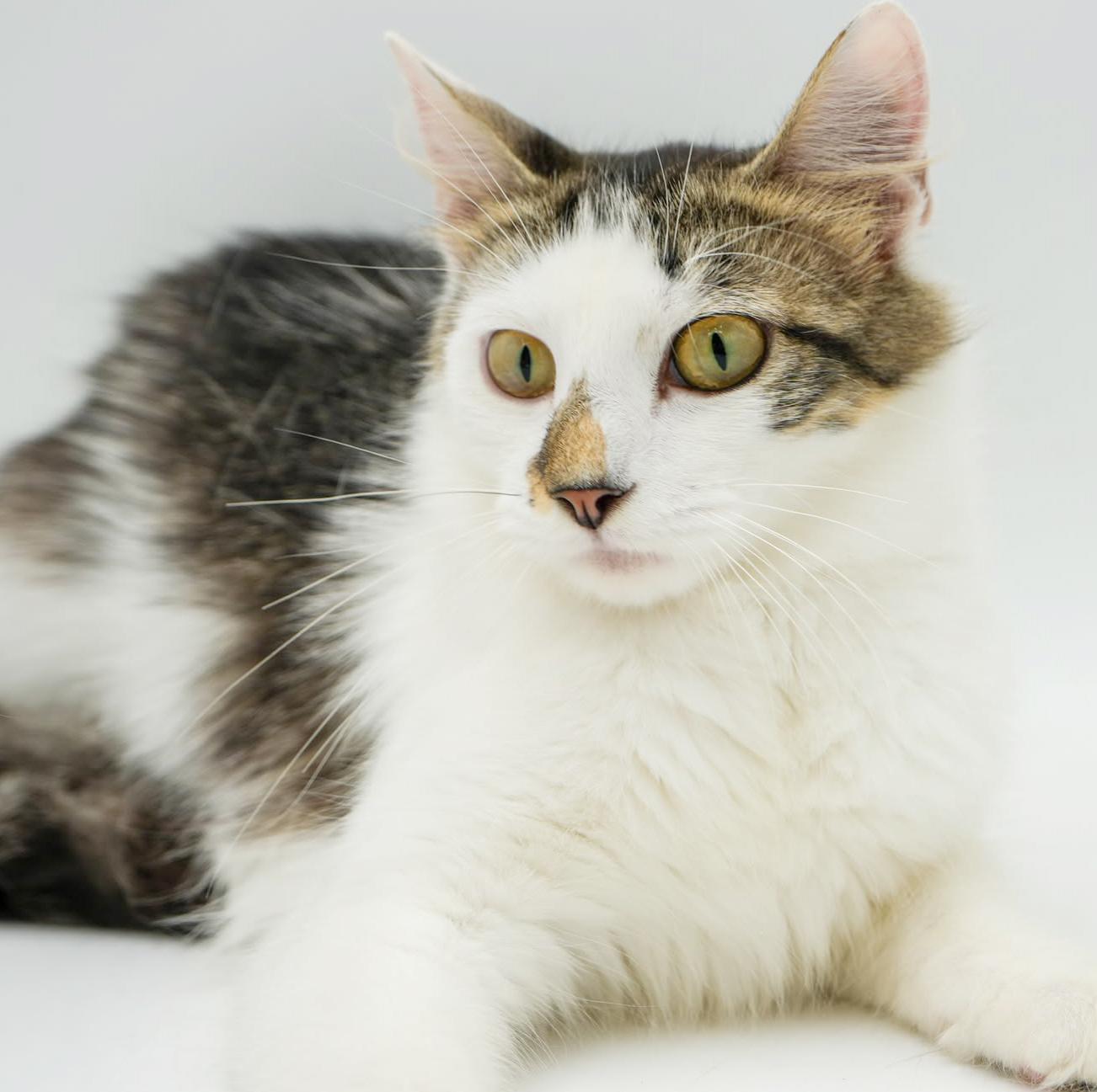 Remarkable Remi!  She's THE CUTEST and sweetest!  VIDEO - possible therapy cat, an adoptable Ragdoll, Turkish Van in Bedford Hills, NY, 10507 | Photo Image 2