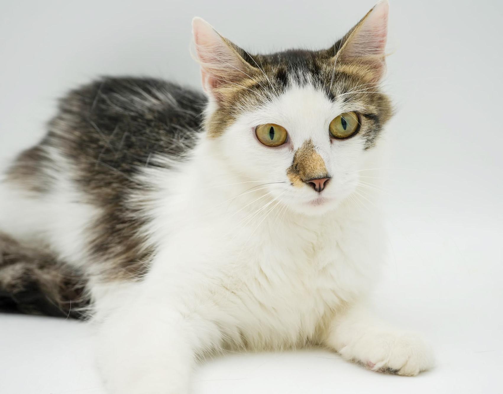 Remarkable Remi!  She's THE CUTEST and sweetest!  VIDEO - possible therapy cat, an adoptable Ragdoll, Turkish Van in Bedford Hills, NY, 10507 | Photo Image 5