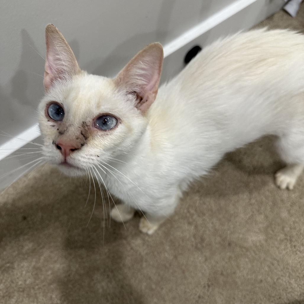 Enlarge Shaken Bacon, a Adoptable Domestic Short Hair in Fredericksburg, VA image 1/3