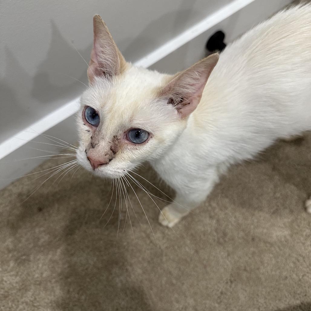 Enlarge Shaken Bacon, a Adoptable Domestic Short Hair in Fredericksburg, VA image 2/3