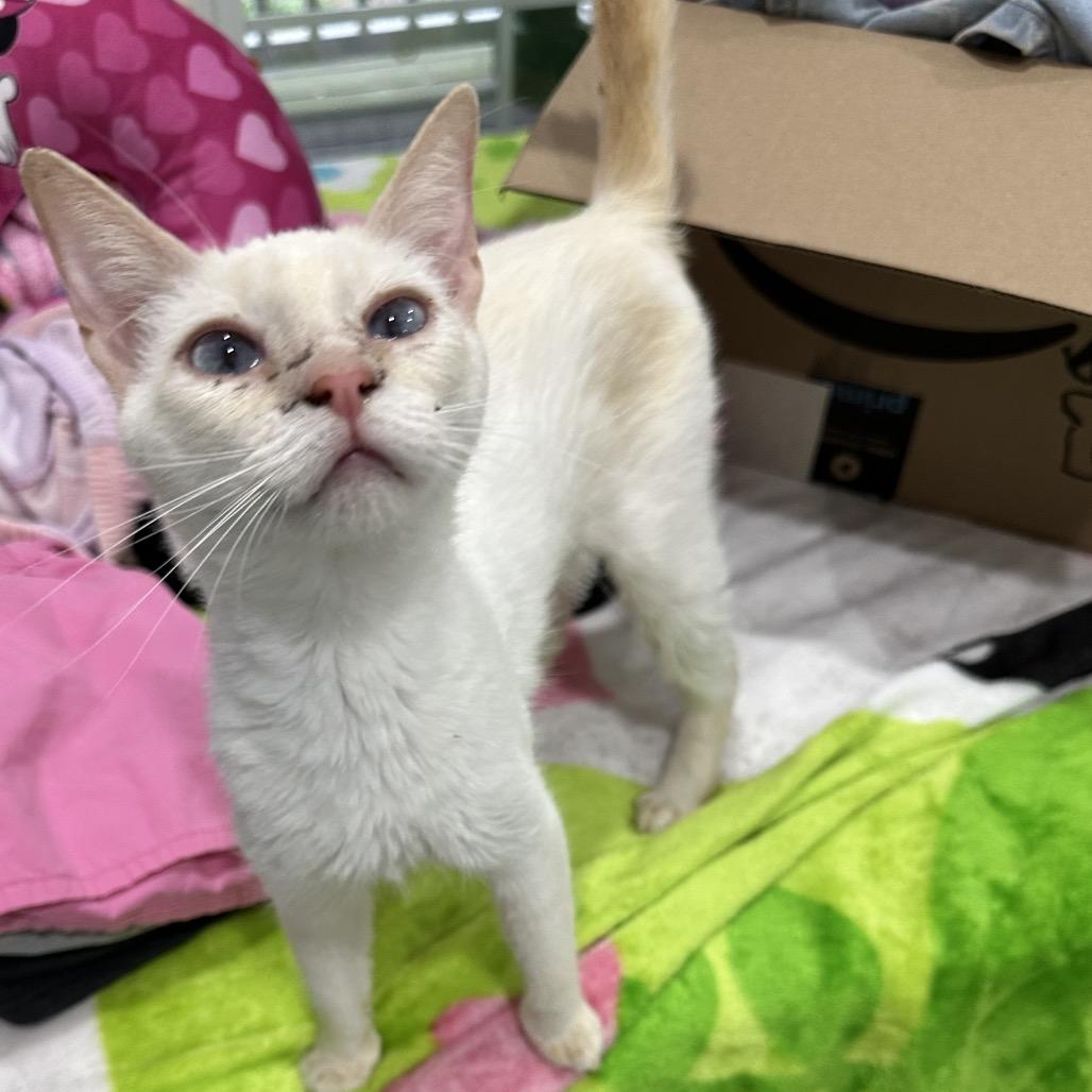 Enlarge Shaken Bacon, a Adoptable Domestic Short Hair in Fredericksburg, VA image 3/3