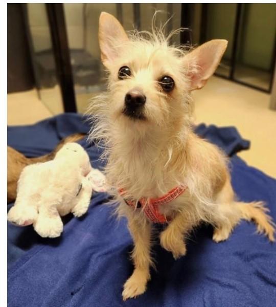 Enlarge Caeli, a ADOPTABLE Chihuahua in Minneapolis, MN image 1/2