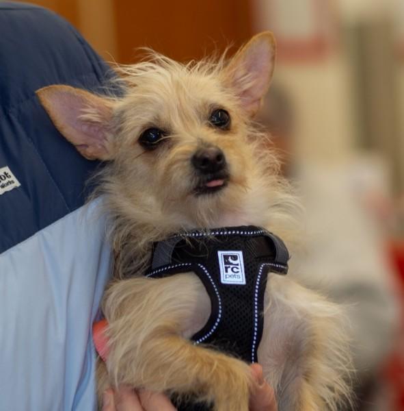 Enlarge Caeli, a ADOPTABLE Chihuahua in Minneapolis, MN image 2/2