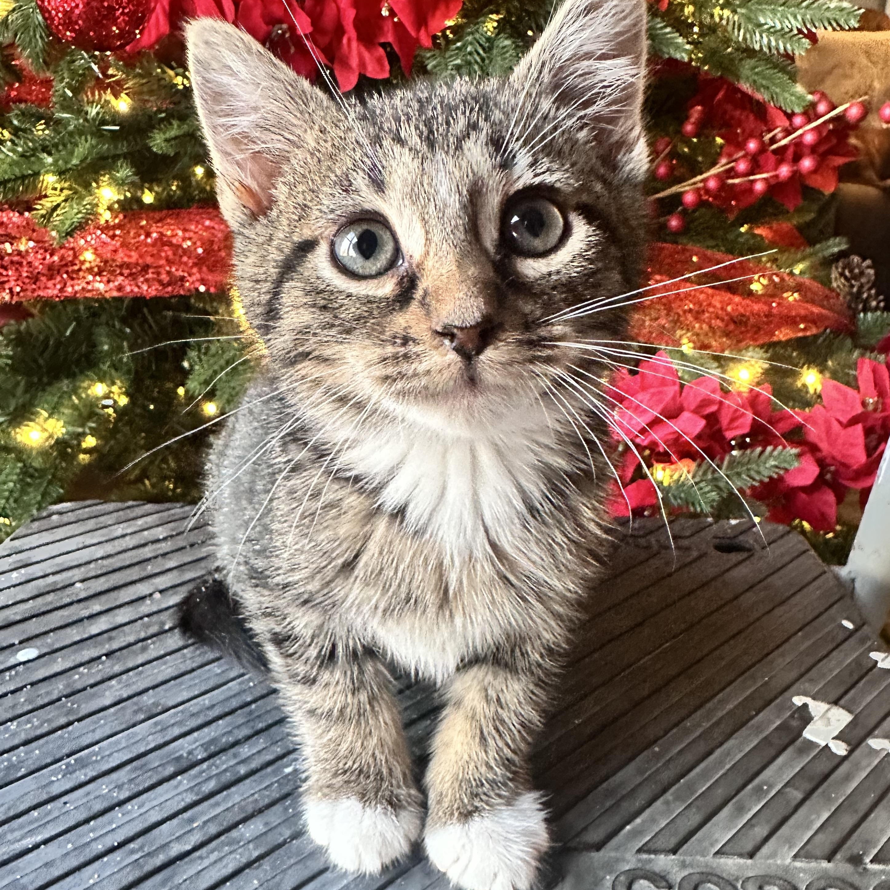 Rye bread, ADOPTABLE, Kitten Male Siberian & American Wirehair.