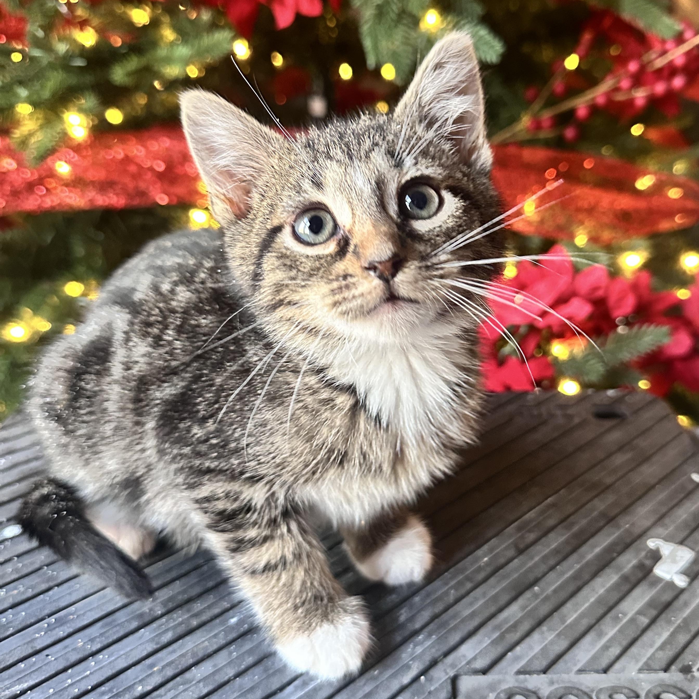 Enlarge Rye bread, a ADOPTABLE mixed breed in Mount Vernon, IL image 2/4