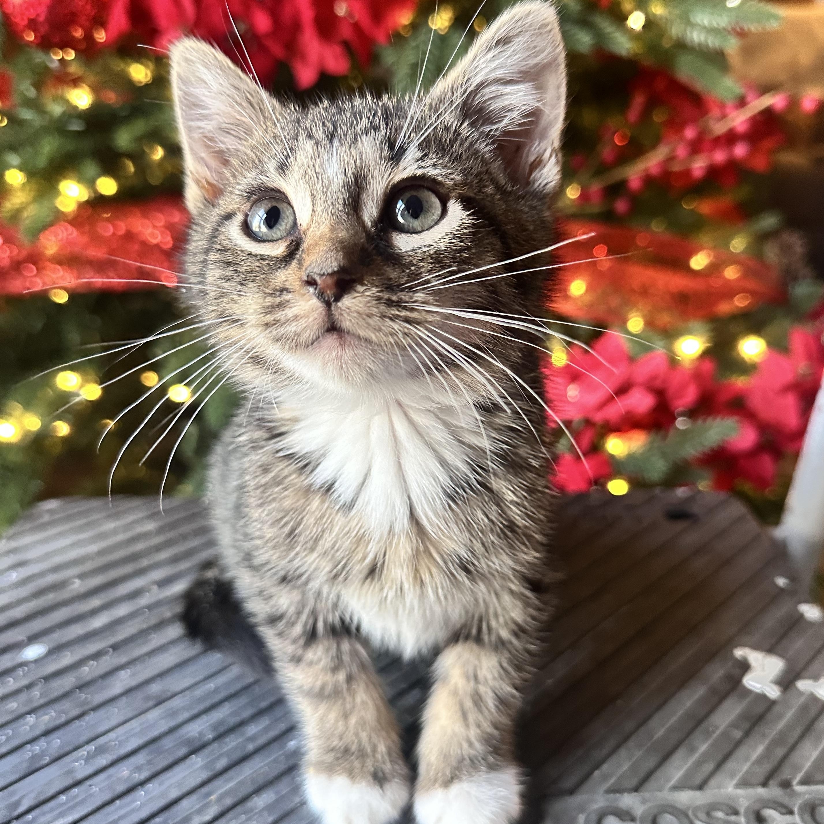 Enlarge Rye bread, a ADOPTABLE mixed breed in Mount Vernon, IL image 3/4
